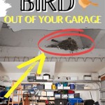 Get Bird Out Of Garage