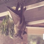 How To Get Rid Of Bats In Garage