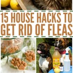 How To Get Rid Of Fleas In Garage