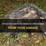 How To Get Rid Of Opossum In Garage