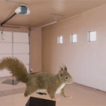 How To Get Rid Of Squirrels In Garage